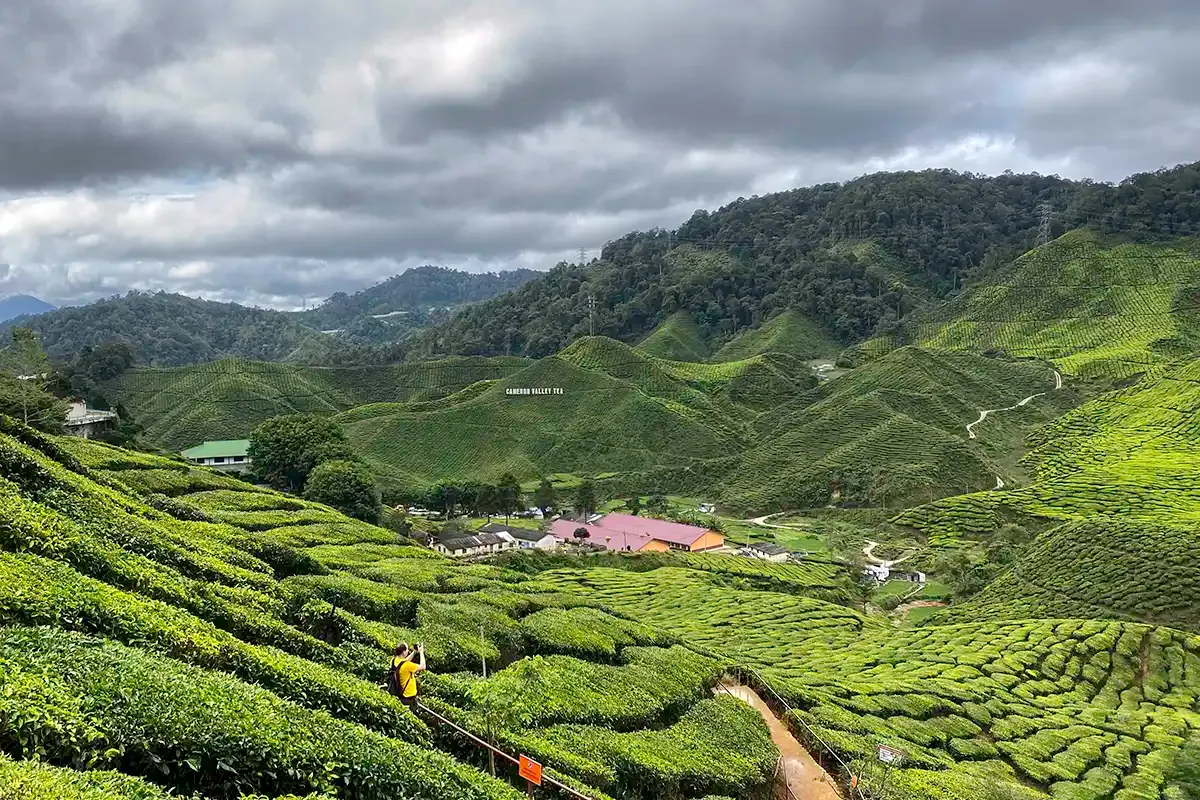 Bharat Tea Plantation, Cameron Highlands Tea-covered hills at Bharat Tea Plantation, also known as Cameron Valley Tea, in Cameron Highlands.