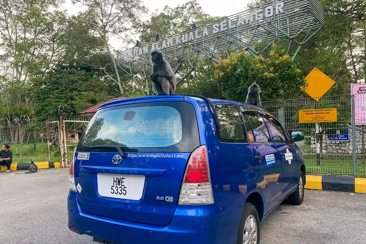 My Little Taxi Toyota Innova with silvered leaf monkeys at Taman Alam Kuala Selangor