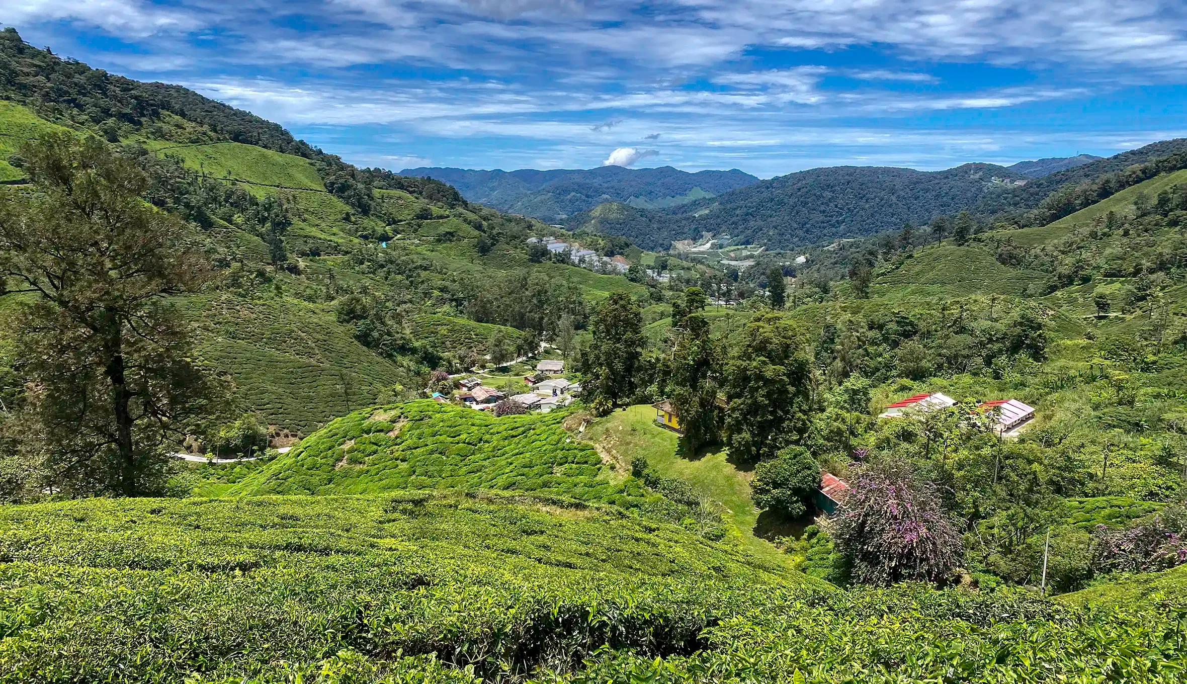 Habu BOH Tea Plantation, Cameron Highlands Tea-covered valley at Habu BOH Tea Plantation in Cameron Highlands.