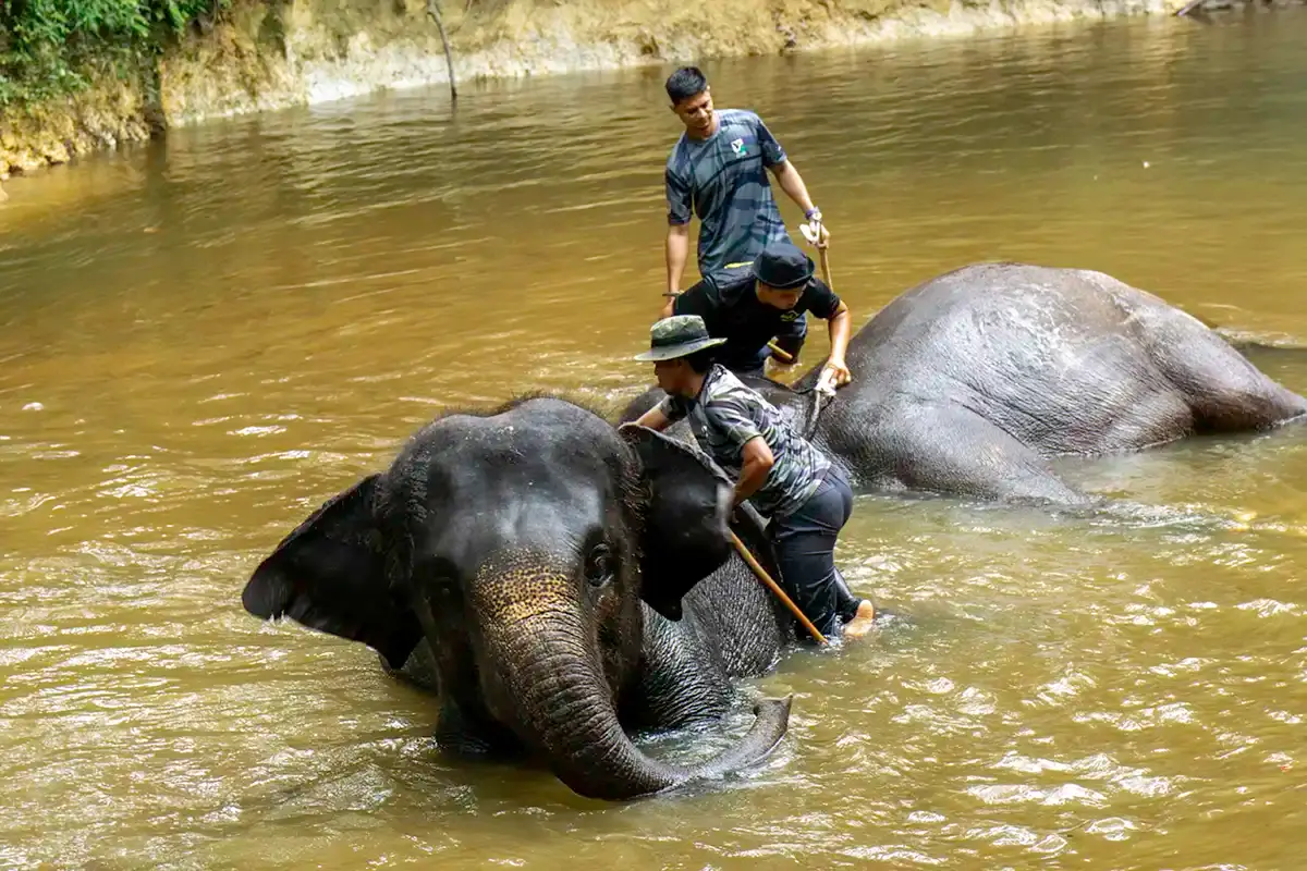 Mahouts bathing elephants in the river at Kuala Gandah Elephant Sanctuary, Pahang