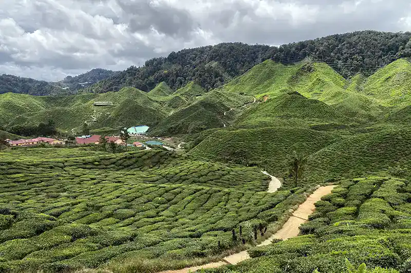 Panoramic view of Cameron Highlands tea plantations, a popular choice among the best day trips from KL.
