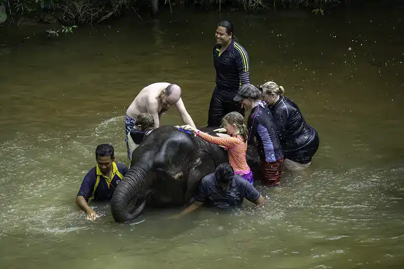 Visitors and staff bathing a young elephant in a shallow river at the Malaysia Elephant Sanctuary.