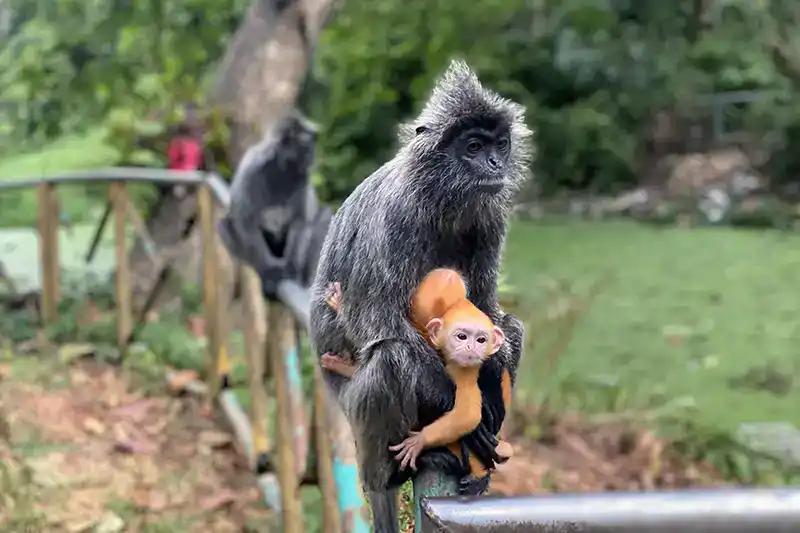 A silvered leaf monkey sitting on a railing with its bright orange infant clinging to its body.