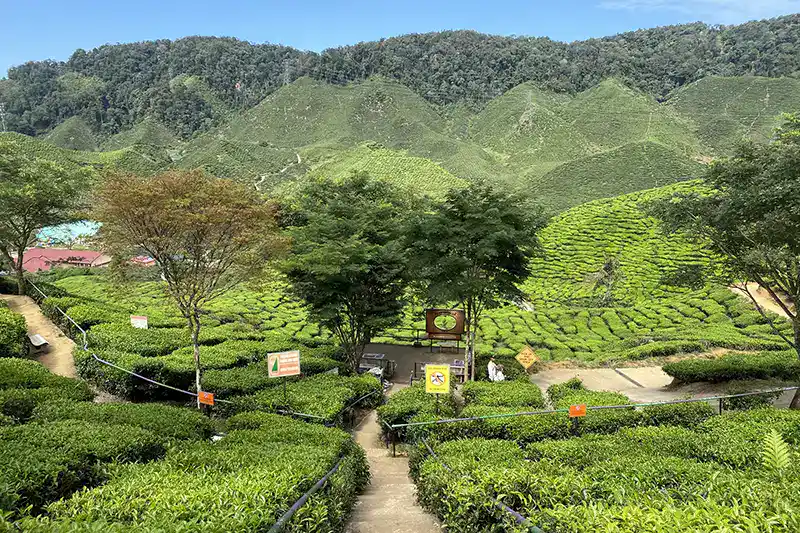 Beautiful view of Cameron Valley Tea Plantation in Cameron Highlands, a popular scenic stop for tourists to enjoy fresh tea during a private transfer from Kuala Lumpur.