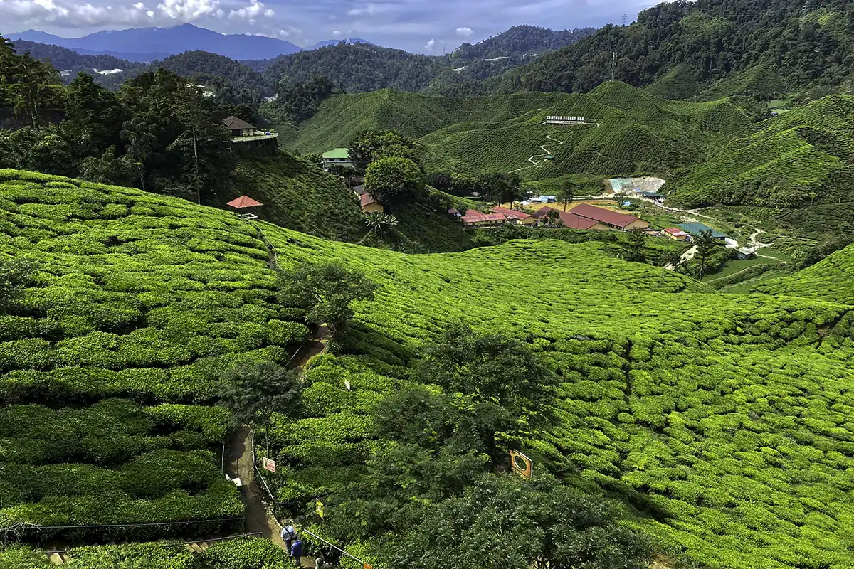 Panoramic view of Cameron Valley Tea Plantation in Cameron Highlands, Malaysia — a popular stop for travelers taking a private transfer from Kuala Lumpur.