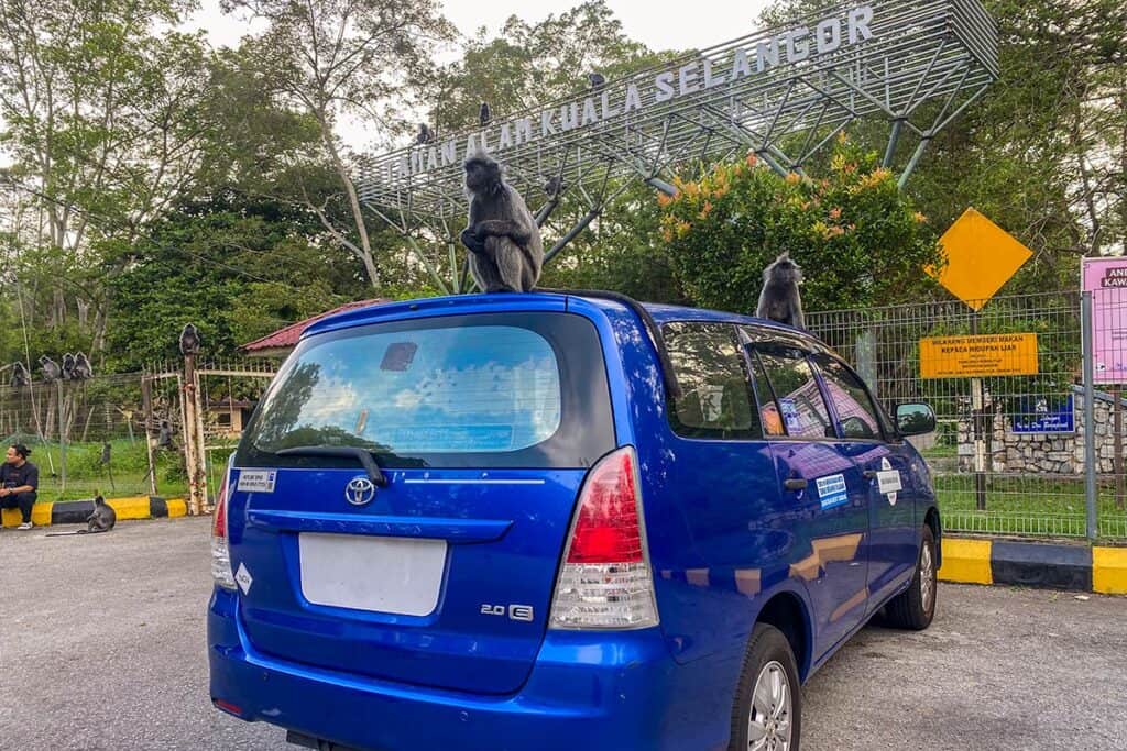 My Little Taxi at Kuala Selangor Nature Park with silver leaf monkeys