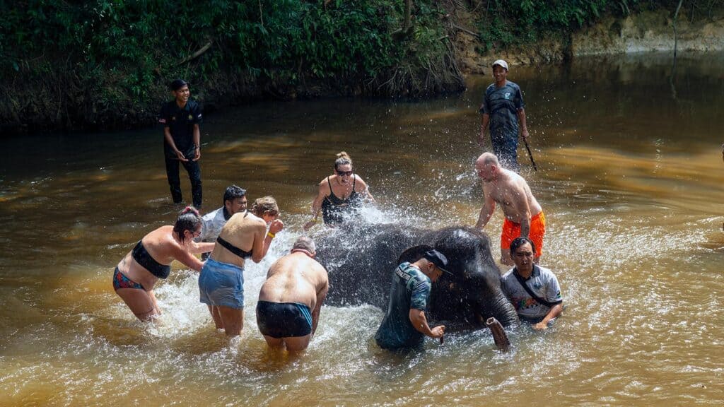 Private transfer to Taman Negara, allowing tourists to bathe with elephants during a stopover at Kuala Gandah Elephant Sanctuary