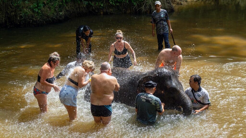 Visitors bathing an elephant in the river with wildlife department handlers at Kuala Gandah Elephant Sanctuary, Pahang